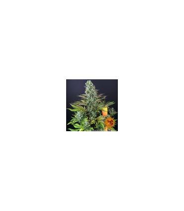 Tropicanna Banana (Barney's Farm)