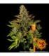 Tropicanna Banana (Barney's Farm)