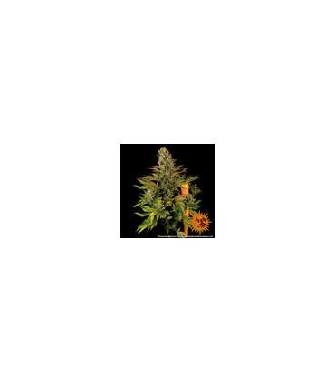 Tropicanna Banana (Barney's Farm)