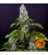 Tropicanna Banana (Barney's Farm)