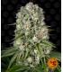 Tropicanna Banana (Barney's Farm)