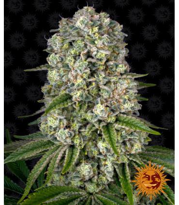Tropicanna Banana (Barney's Farm)