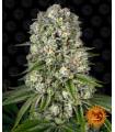 Tropicanna Banana
