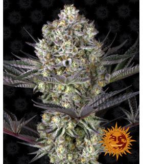 Dos Si Dos 33 (Barney's Farm)