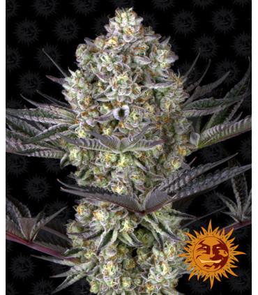 Dos Si Dos 33 (Barney's Farm)