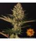 Dos Si Dos 33 (Barney's Farm)