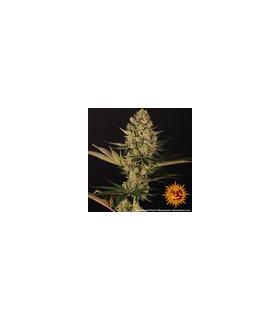 Dos Si Dos 33 (Barney's Farm)
