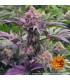 Dos Si Dos 33 (Barney's Farm)