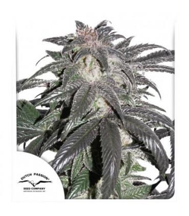 Bubba Island Kush (Dutch Passion)