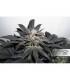 Bubba Island Kush (Dutch Passion)