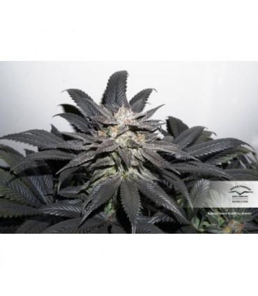 Bubba Island Kush (Dutch Passion)