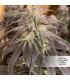 Bubba Island Kush (Dutch Passion)