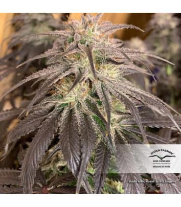 Bubba Island Kush (Dutch Passion)