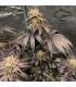 Bubba Island Kush (Dutch Passion)