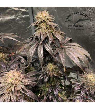Bubba Island Kush (Dutch Passion)