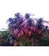 Bubba Island Kush (Dutch Passion)
