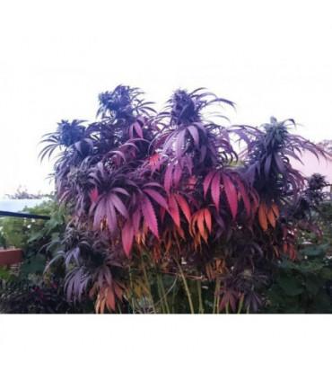 Bubba Island Kush (Dutch Passion)