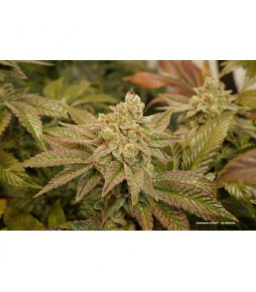 Kerosene Krash (Dutch Passion)