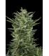 Quick One (Royal Queen Seeds)