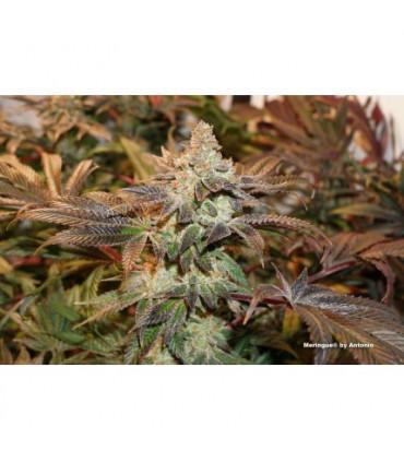 Meringue (Dutch Passion)