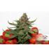 Strawberry Cough (Dutch Passion)