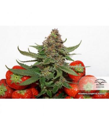 Strawberry Cough (Dutch Passion)
