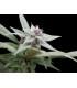 Royal Bluematic (Royal Queen Seeds)