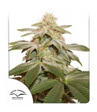 Sugar Bomb Punch (Dutch Passion)