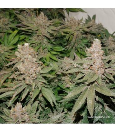 Sugar Bomb Punch (Dutch Passion)