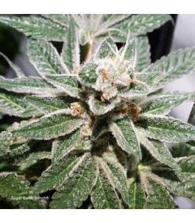 Sugar Bomb Punch (Dutch Passion)