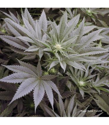 Sugar Bomb Punch (Dutch Passion)