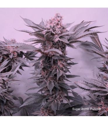 Sugar Bomb Punch (Dutch Passion)