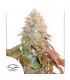 Auto Banana Blaze (Dutch Passion)