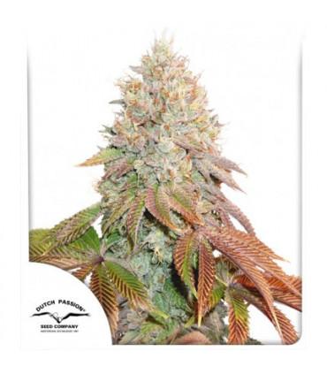 Auto Banana Blaze (Dutch Passion)