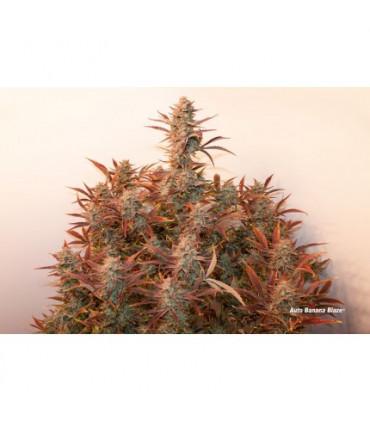 Auto Banana Blaze (Dutch Passion)