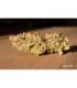 Auto Banana Blaze (Dutch Passion)