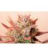 Auto Banana Blaze (Dutch Passion)