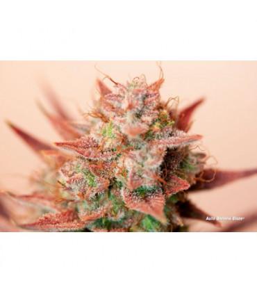 Auto Banana Blaze (Dutch Passion)