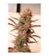 Auto Banana Blaze (Dutch Passion)