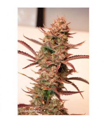 Auto Banana Blaze (Dutch Passion)