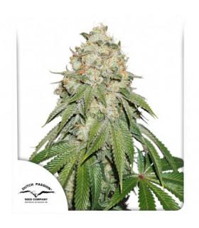 Banana Blaze (Dutch Passion)