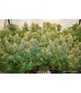 Banana Blaze (Dutch Passion)