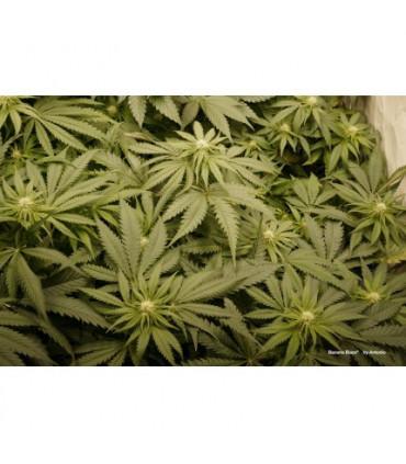 Banana Blaze (Dutch Passion)