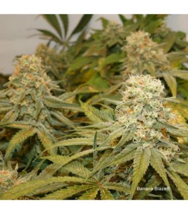 Banana Blaze (Dutch Passion)