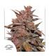 CBD Auto Blackberry Kush (Dutch Passion)