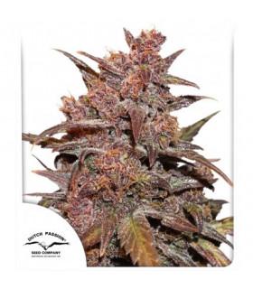 CBD Auto Blackberry Kush (Dutch Passion)