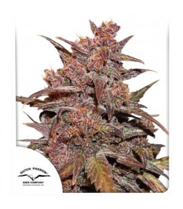 CBD Auto Blackberry Kush (Dutch Passion)