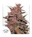 CBD Auto Blackberry Kush