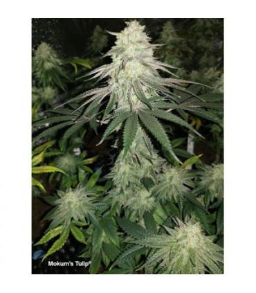 Mokum's Tulip (Dutch Passion)