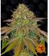 Wedding Cake (Barney's Farm)